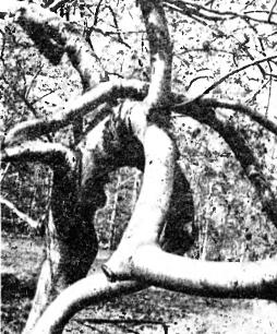 Запутанные ветки рябины - Knots made by rowan tree